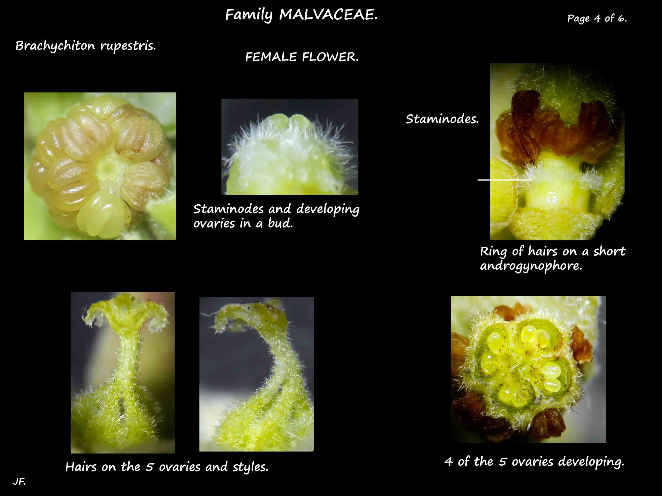 4 Stamens & ovary of Brachychiton rupestris